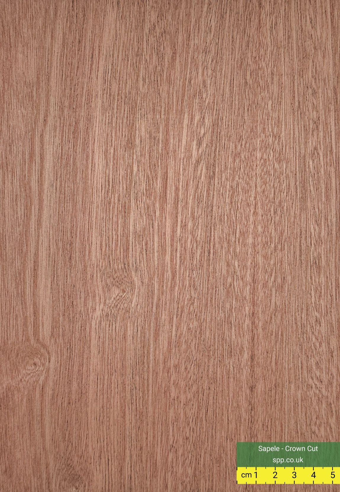 Sapele Crown Cut Veneered Plywood