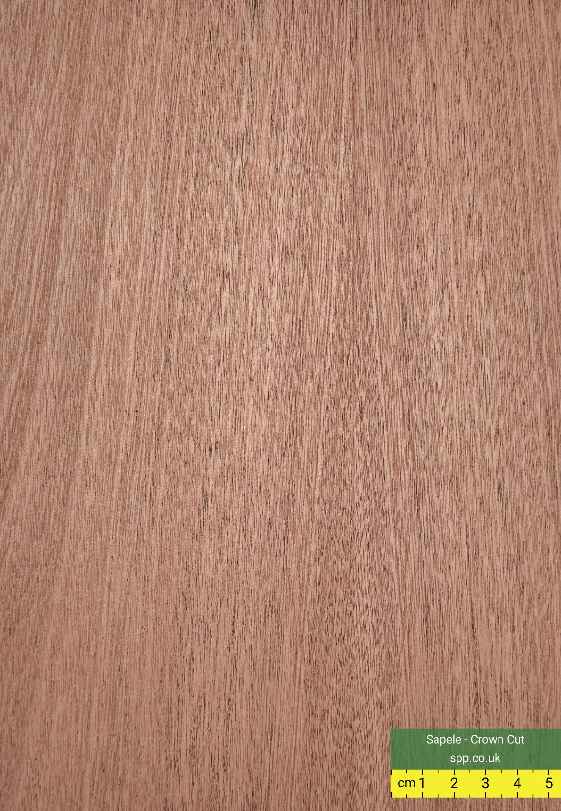 Sapele Crown Cut Veneered Plywood