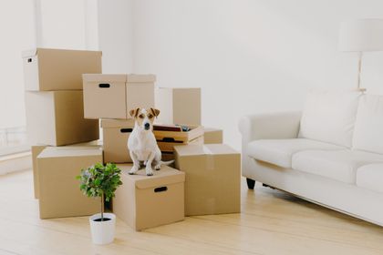 a small dog sits on a cardboard box in a living room