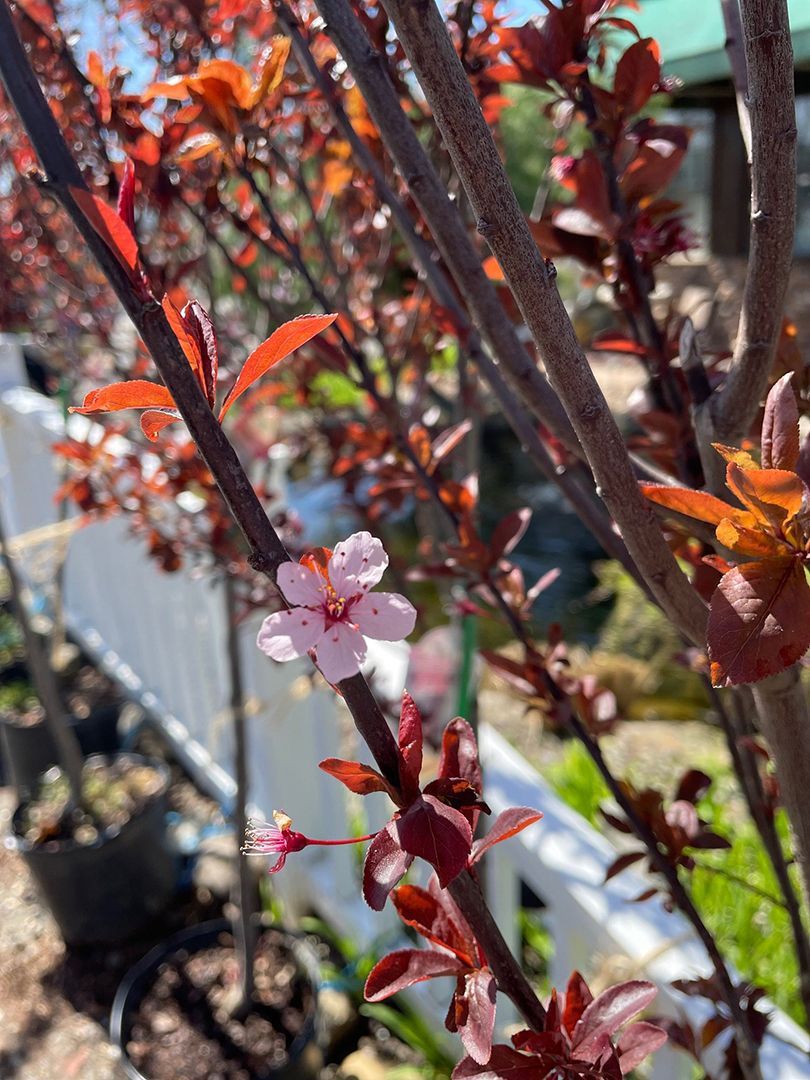 A close up of a flower on a tree branch.