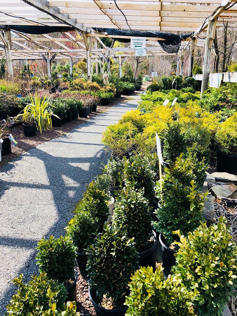A greenhouse filled with lots of potted plants and trees.