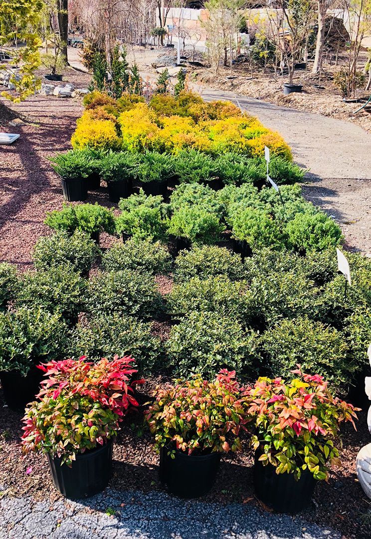A bunch of potted plants are sitting on the ground in a garden.