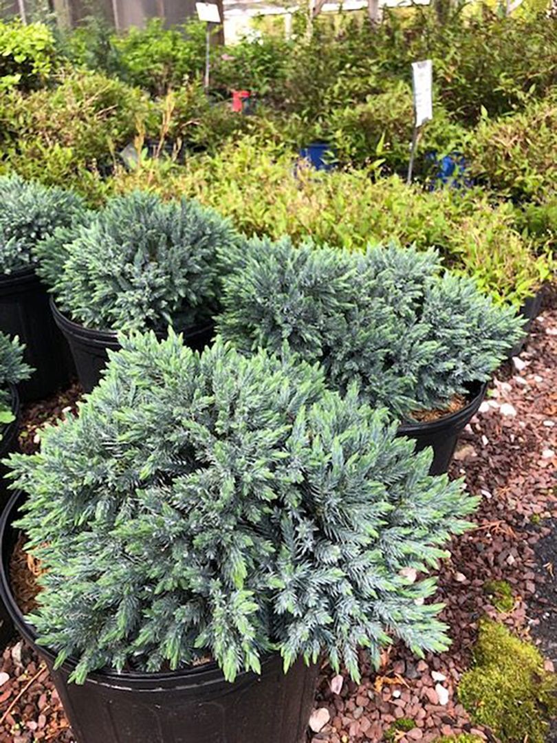 A bunch of potted plants are sitting on the ground in a garden.