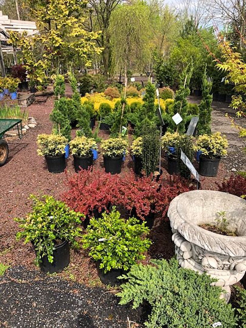A garden filled with lots of potted plants and trees.