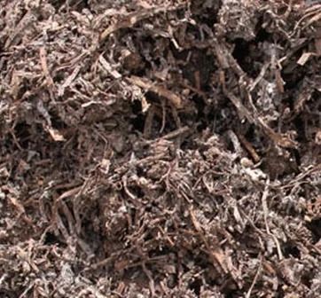 A close up of mushroom soil