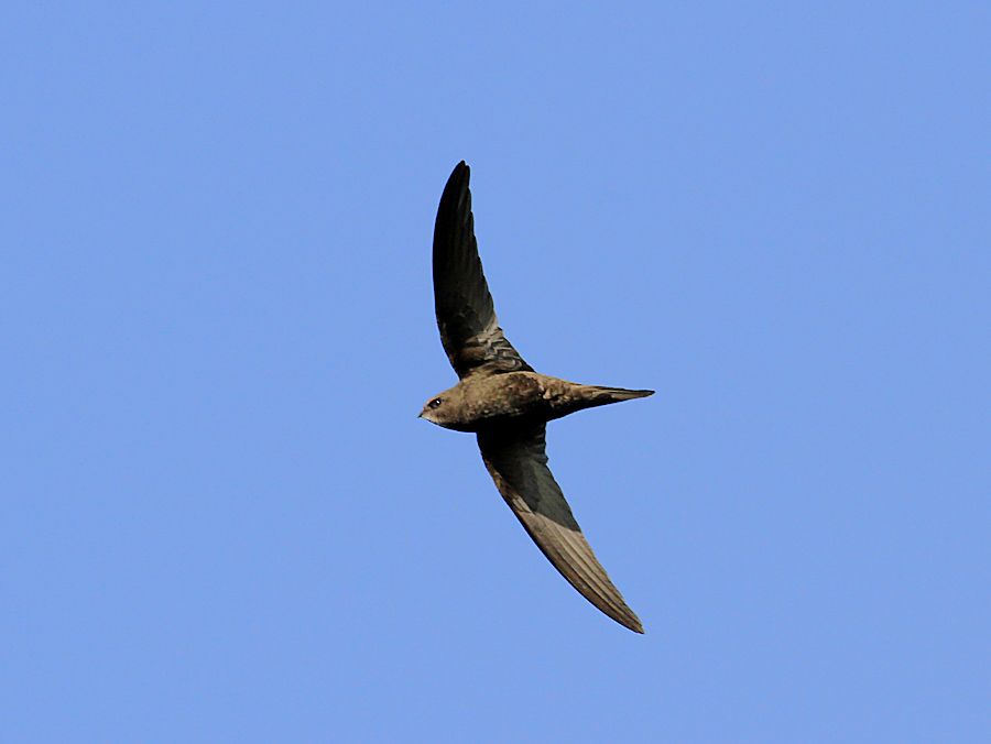 Home [westmidlandbirdclub.org.uk]