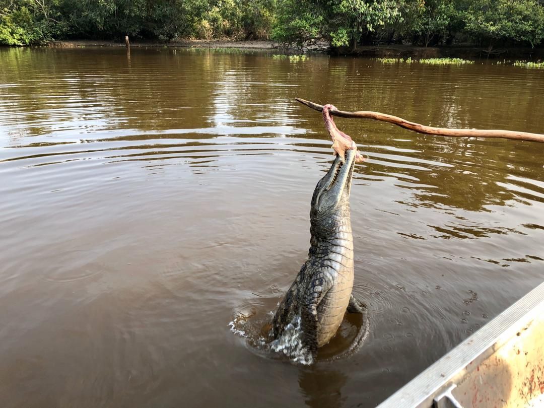 Alligator leaping out of brown water, grabbing a stick, likely baited, near a boat in a swampy area.