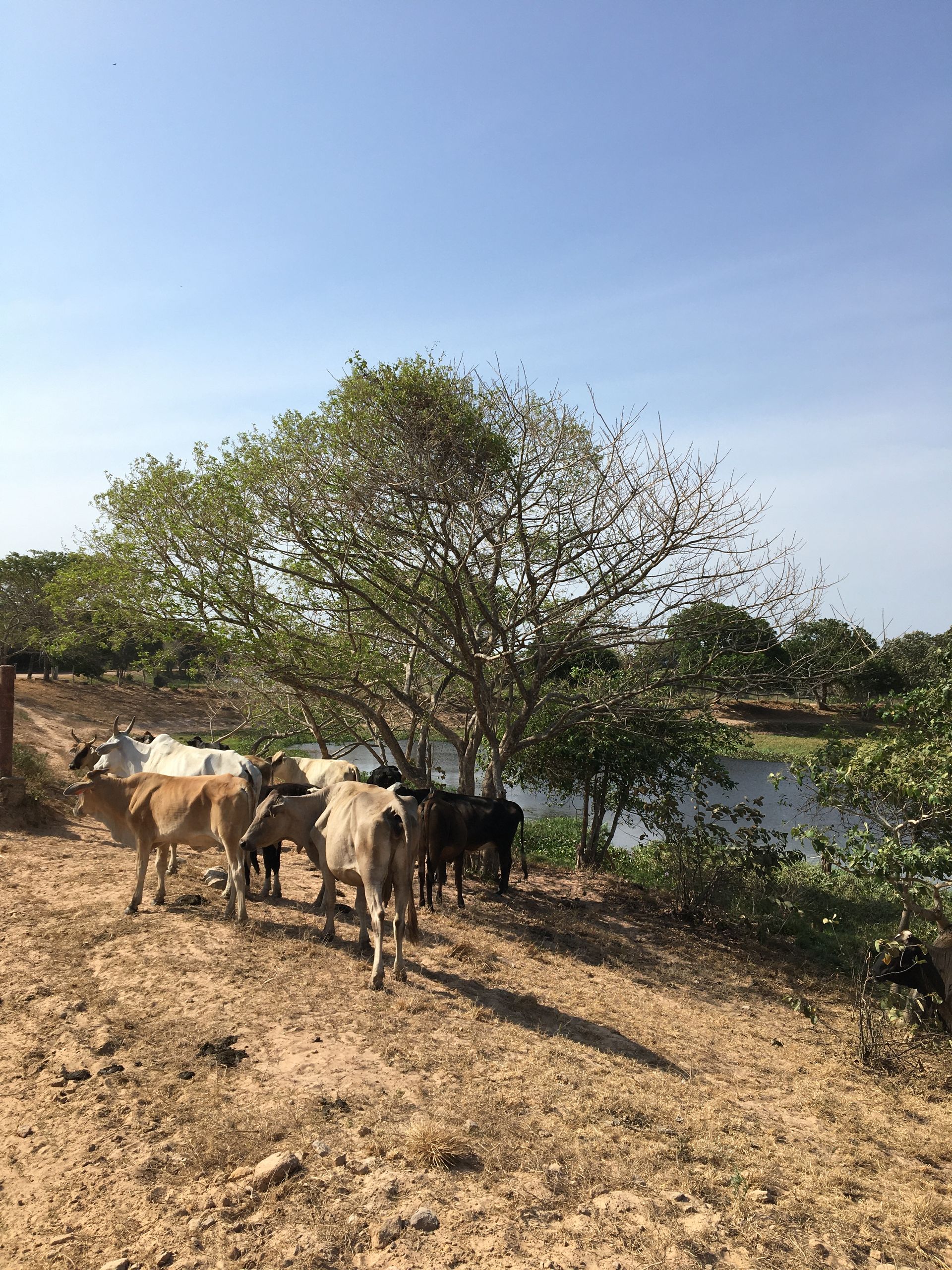 Cattle stand near a tree and water on a sunny day. They are various colors, on brown earth.
