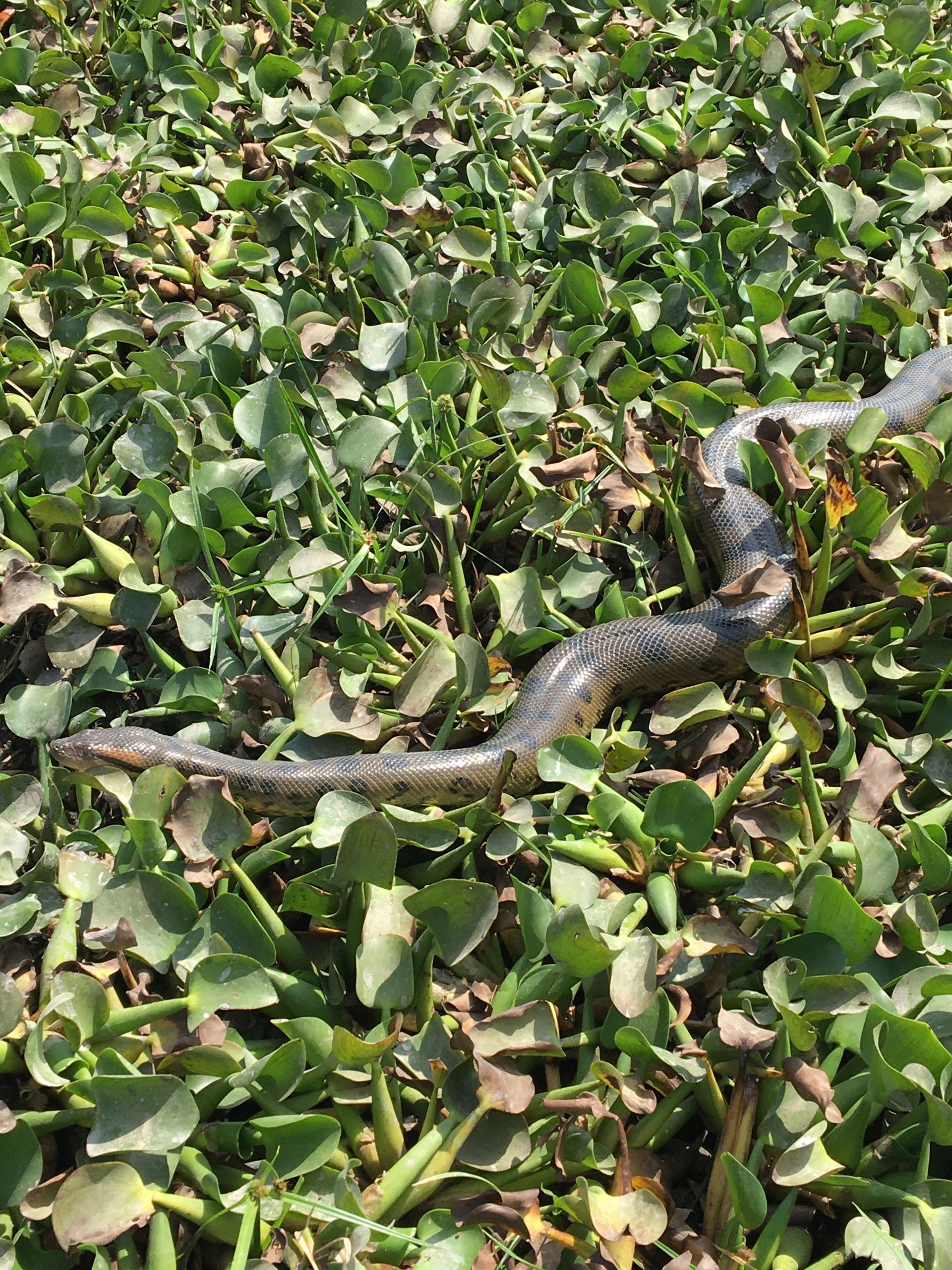 Snake, likely dead, lies on a bed of green water hyacinth plants. The snake is a dark color and appears to be curled.