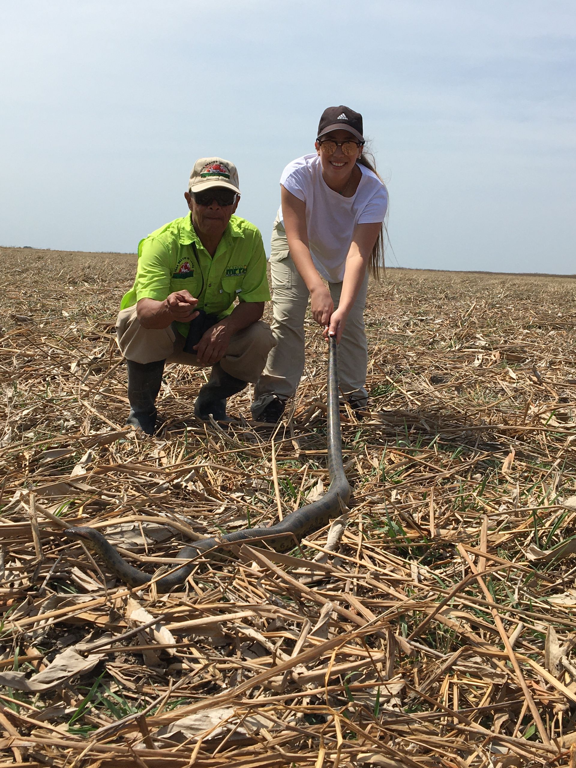 Two people handling a large snake in a field. One person crouches, the other holds the snake with a pole.