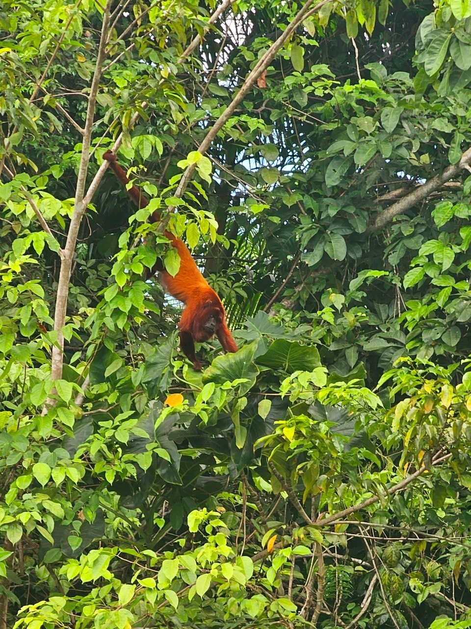 Red-orange howler monkey hanging from a leafy green tree in a lush forest.