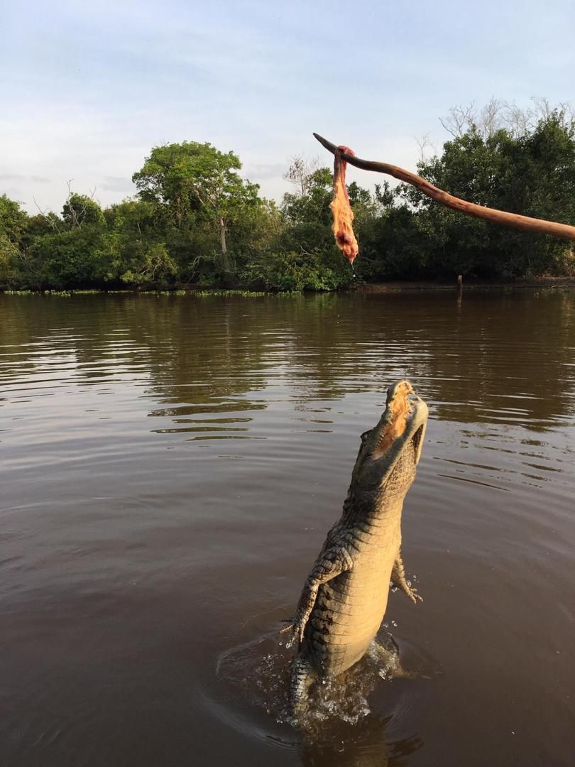 An alligator leaps out of dark water, mouth open to grab food held on a stick. Lush green trees line the riverbank.