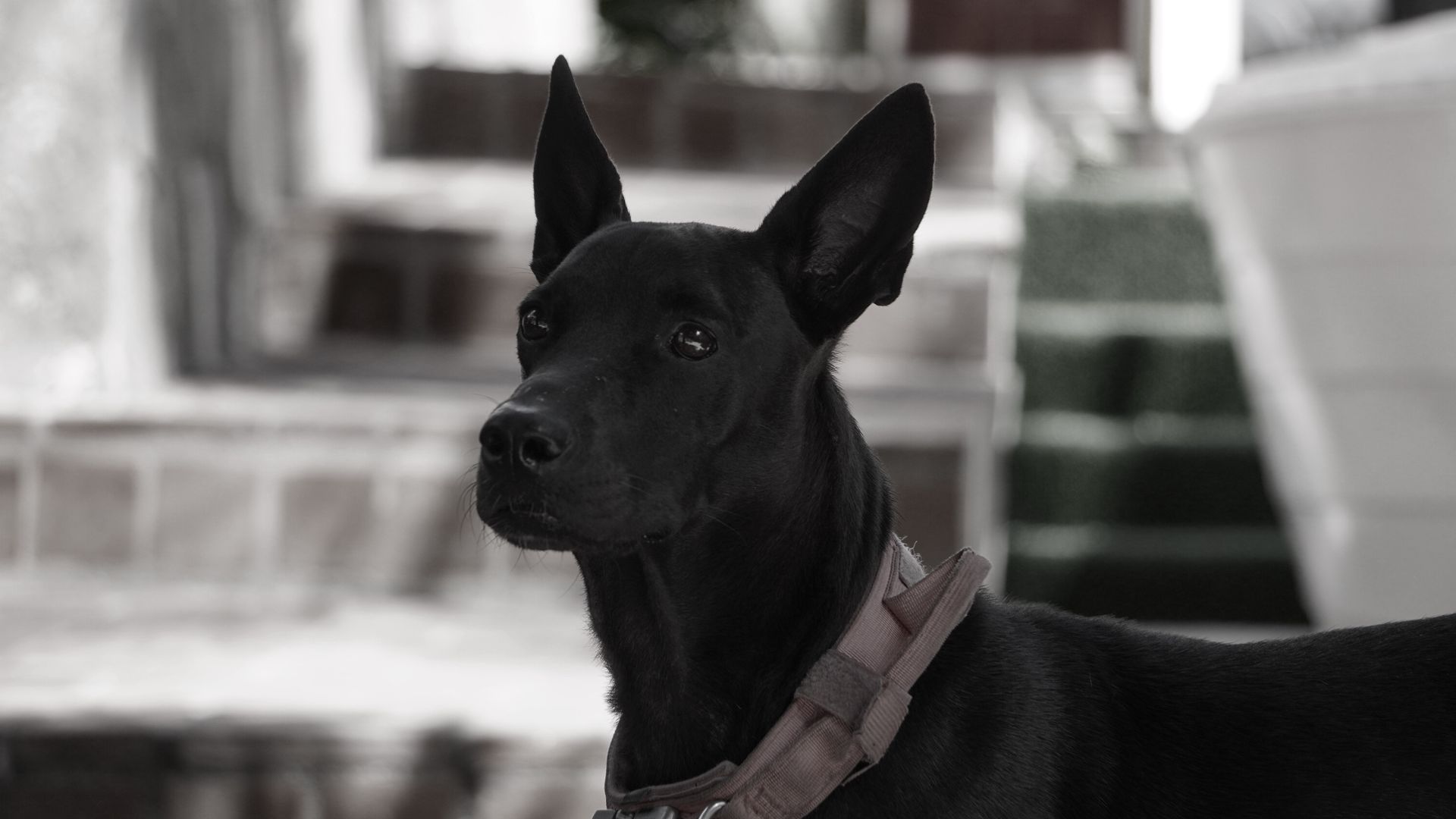 Black dog with pointed ears, wearing a brown collar, looking to the side. Gray and white stairs are in the background.