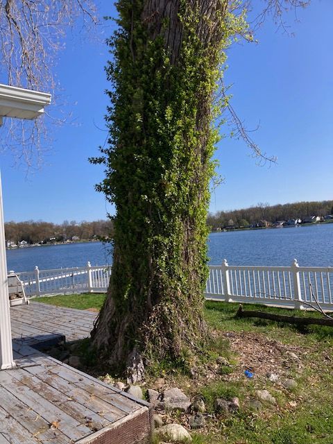 A large tree with ivy growing on it is in front of a lake.