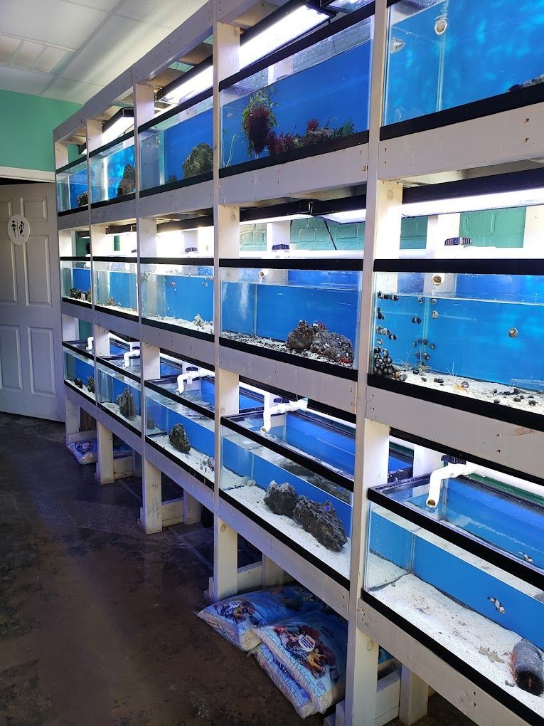 Aquariums For Sale