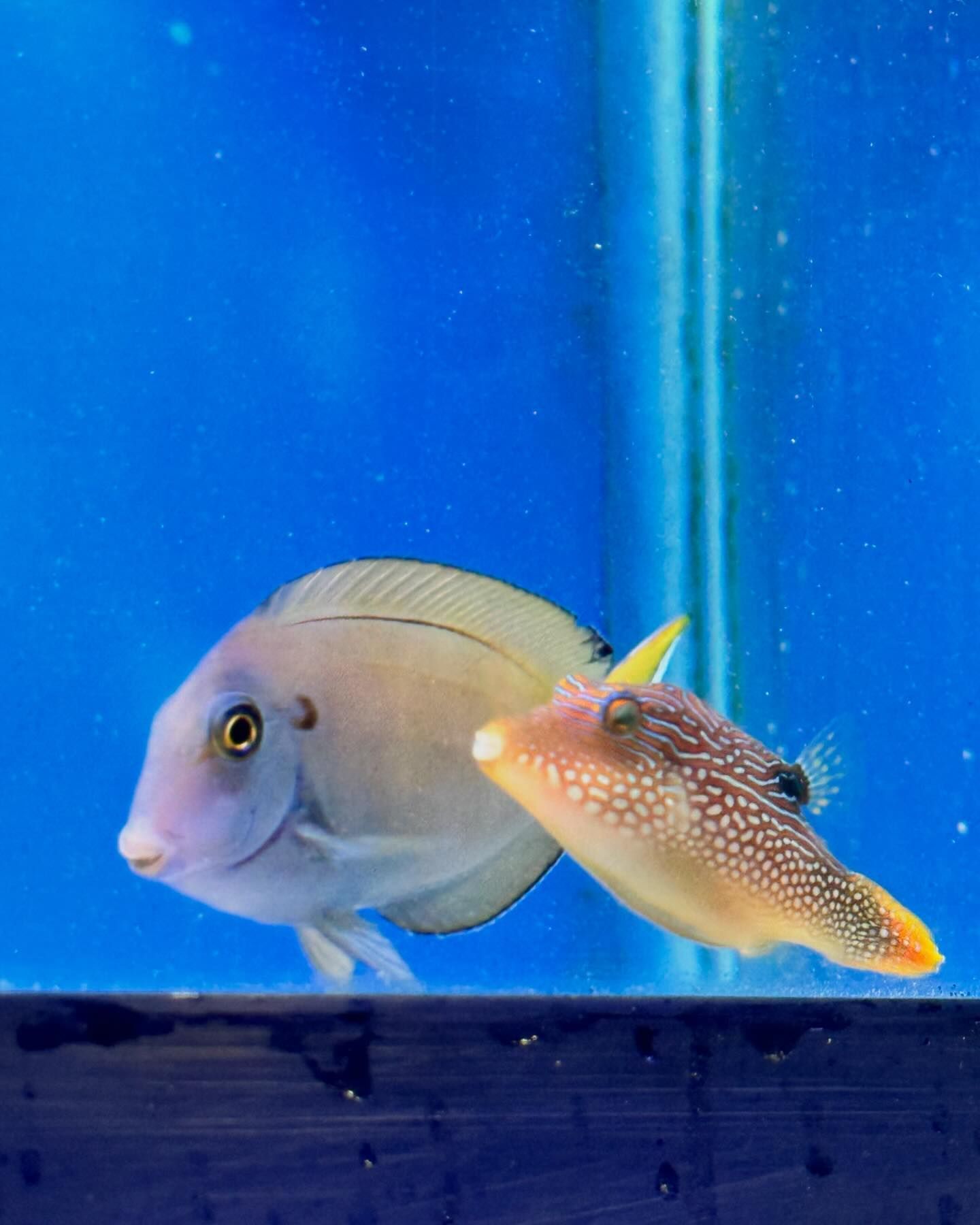 Fish Shop