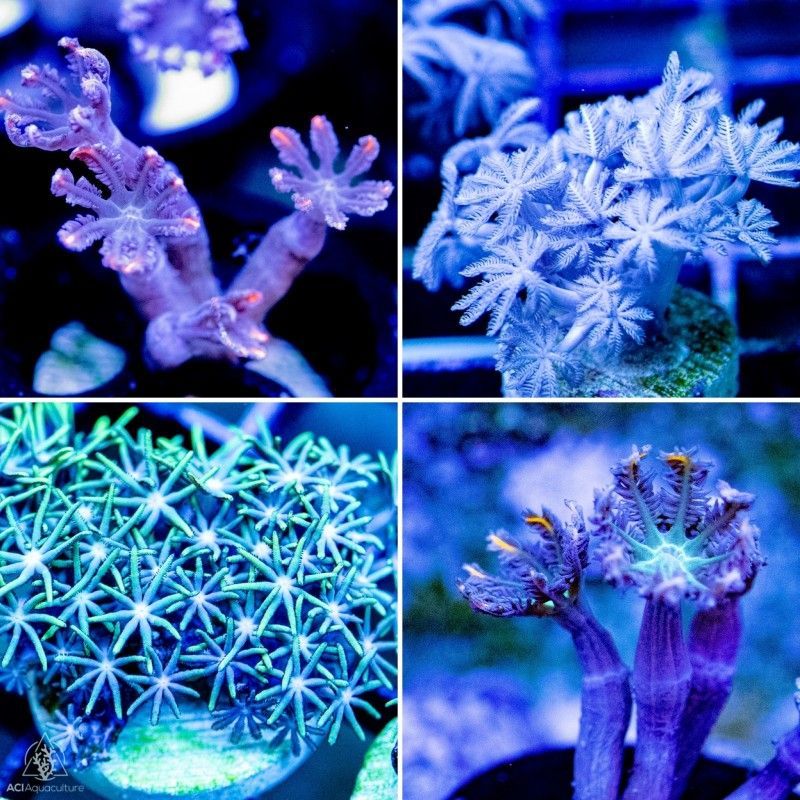 Aquatic Supply Store