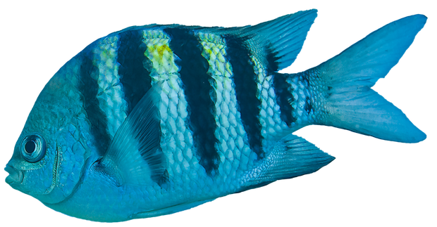 A blue fish with black stripes on it 's body