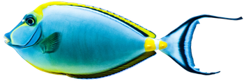 A colorful fish with a long tail is swimming in the water.