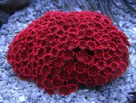 Fintastic Aquariums