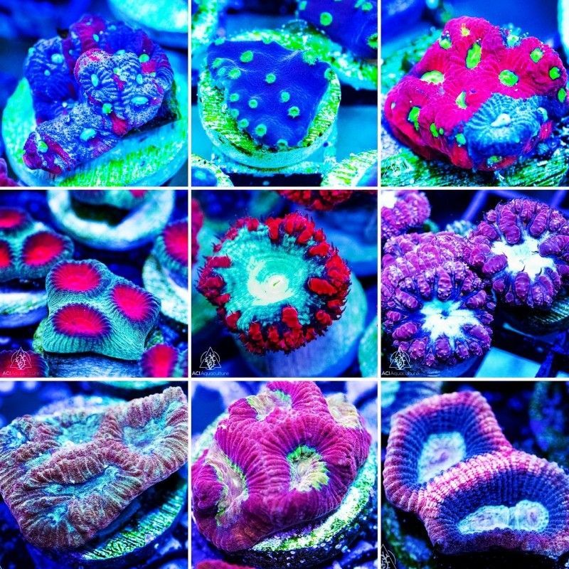 Fintastic Aquariums