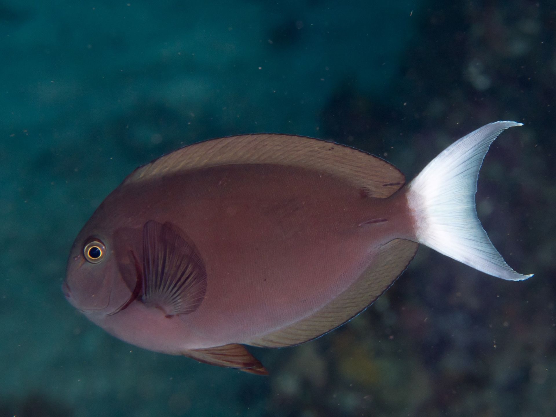 Fintastic Aquariums