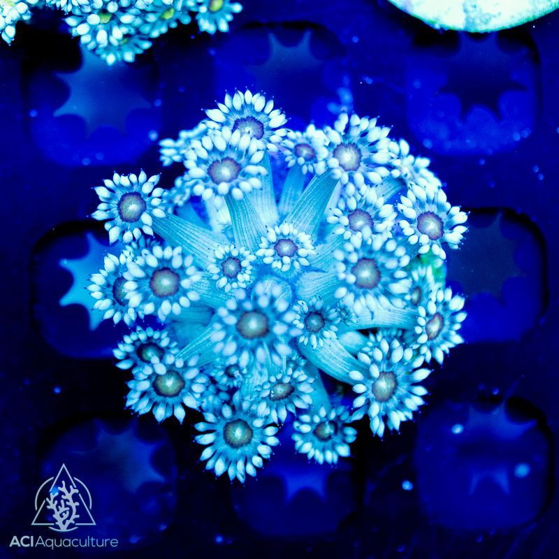 Fintastic Aquariums