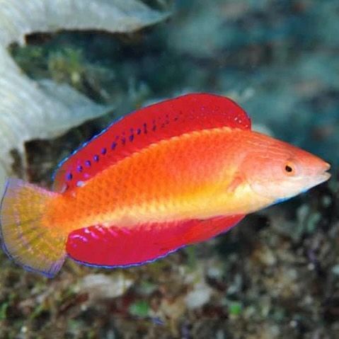 Fintastic Aquariums