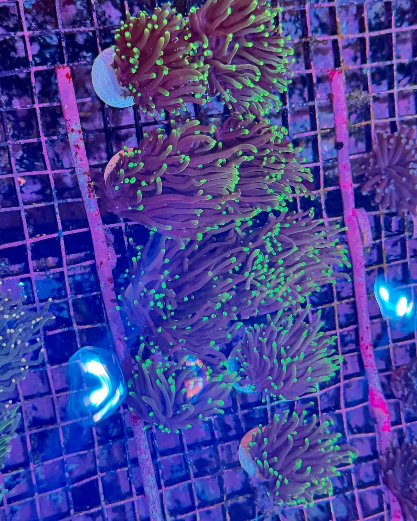 Fintastic Aquariums