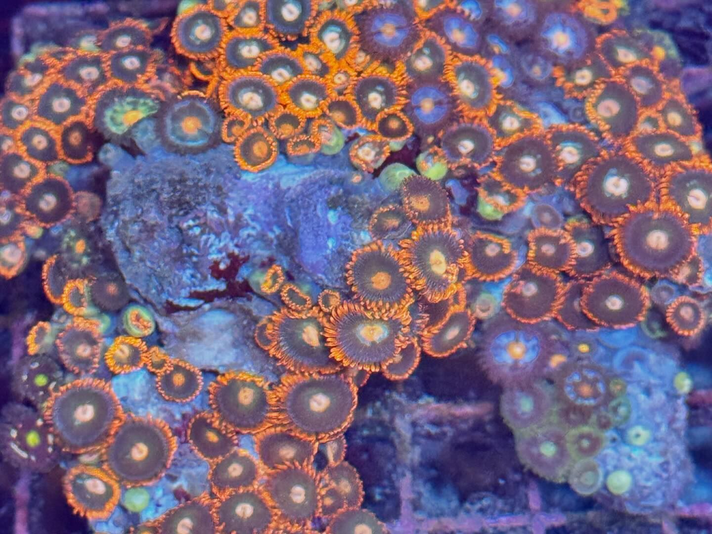 Fintastic Aquariums