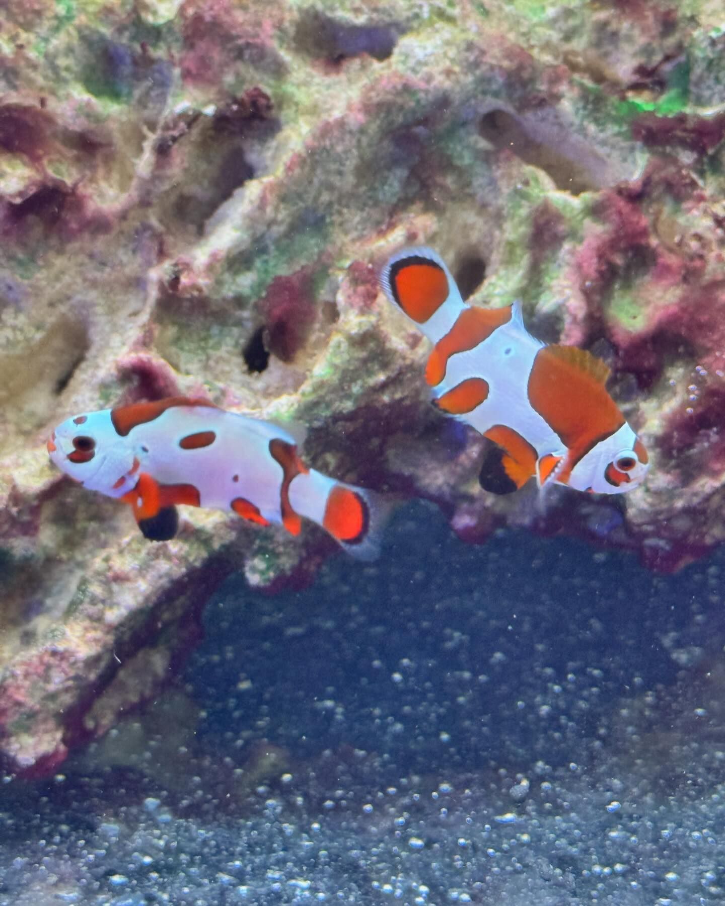 Fintastic Aquariums