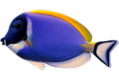 A blue fish with a yellow tail is swimming on a white background