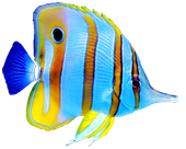 A blue and yellow striped fish with a black eye