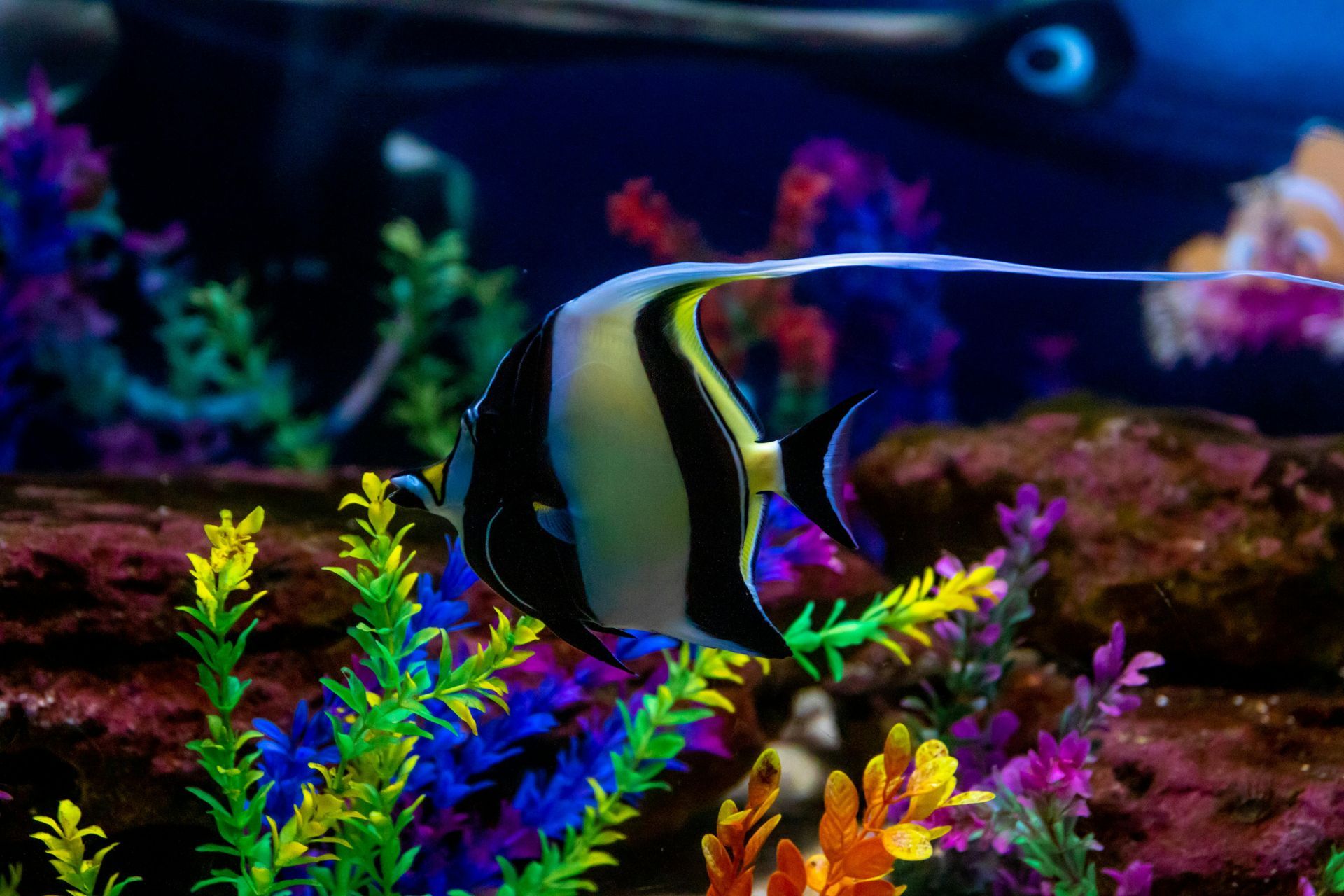 Saltwater Fish