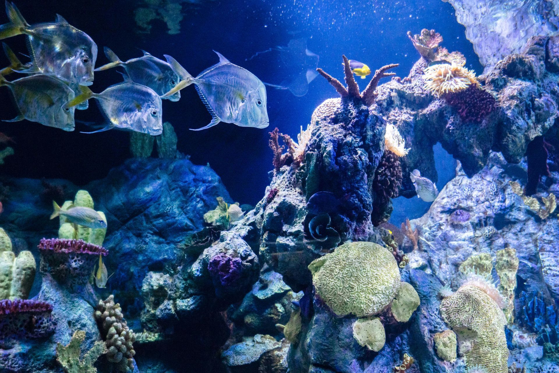 Saltwater Corals