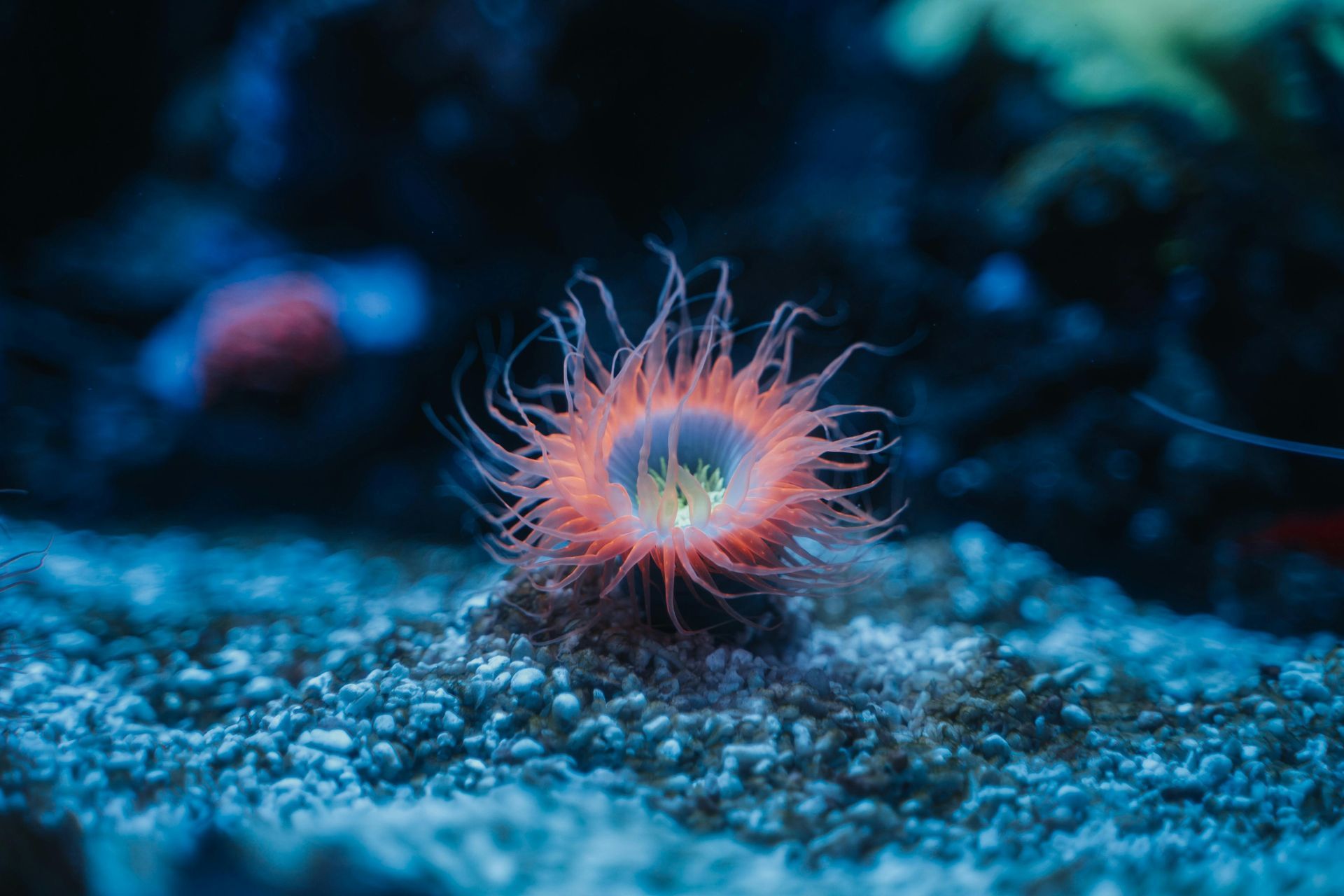 Marine Invertebrate