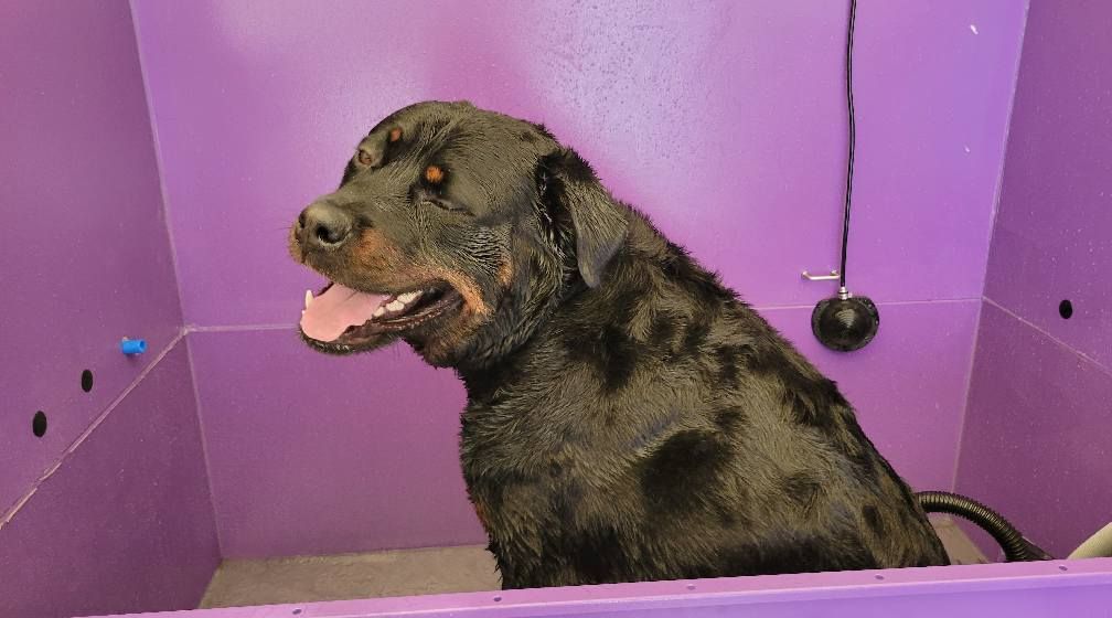Wet black dog in a purple wash station, panting.