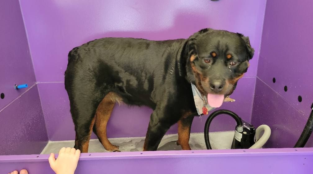 Rottweiler dog in a purple wash tub, with wet fur and a happy expression.