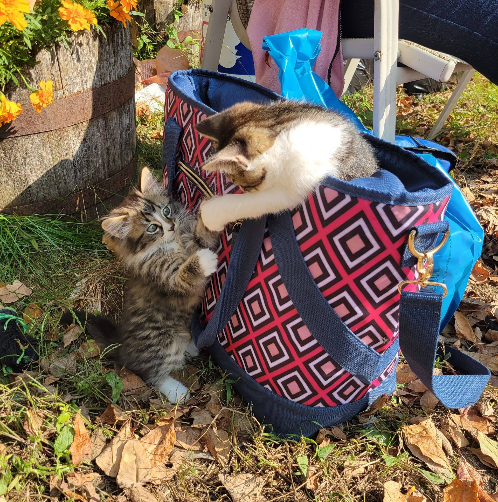 Two kittens playing near a decorative bag outdoors. One kitten is in the bag, the other reaching up to play.