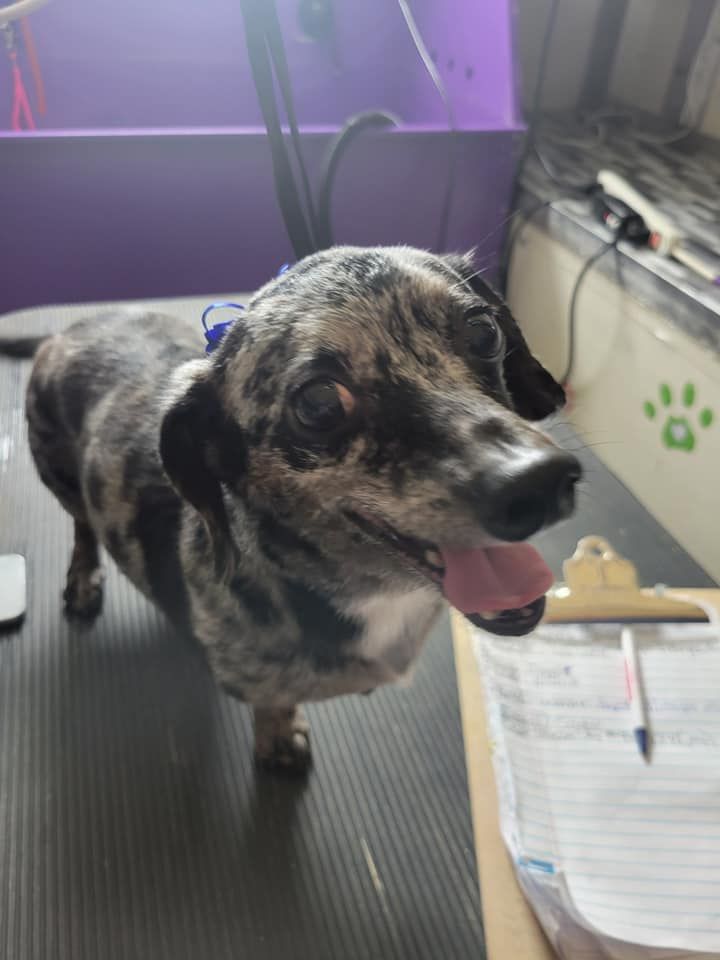 Dachshund dog with speckled fur and open mouth on grooming table with notepad and paw print.