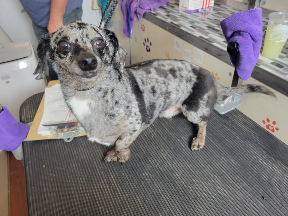Dachshund dog with speckled gray and black fur on a grooming table, looking at the camera.