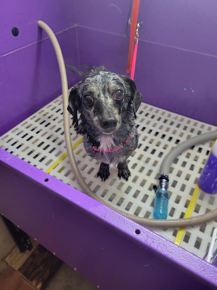 Wet small dog in purple tub, looking up, covered in soap suds.