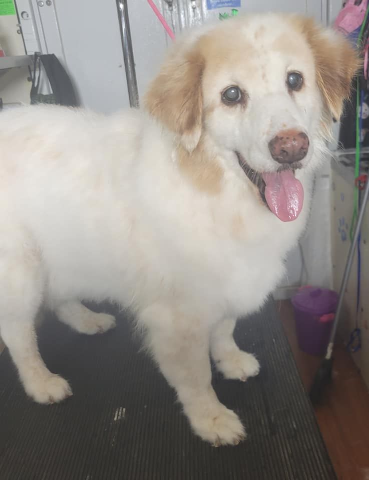 A white and tan dog with a happy expression, tongue out, stands on a grooming table.