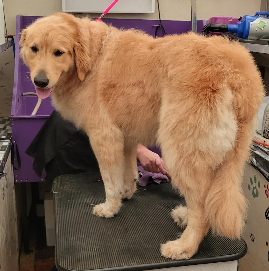 Golden retriever dog on grooming table, pink tongue out.  Tan fur, purple tub behind.