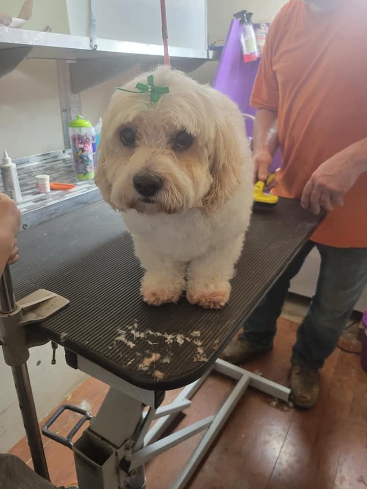 Dog with freshly groomed fur stands on a grooming table, held by a person.