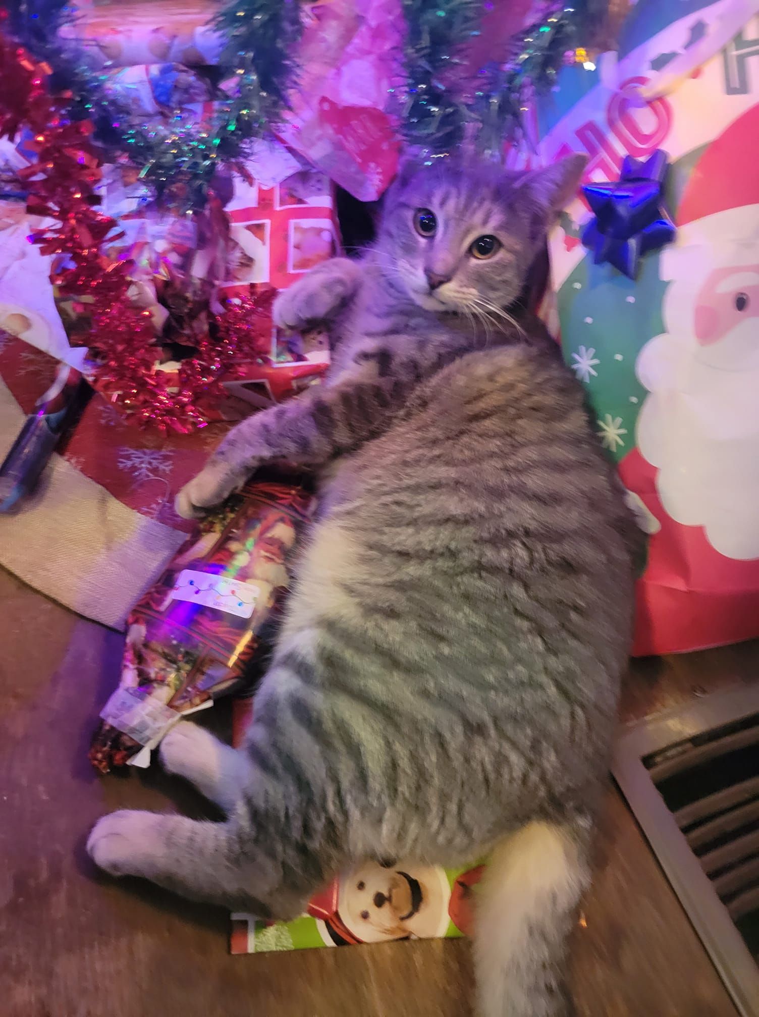 A tabby cat lies on presents near a decorated Christmas tree, looking up with a neutral expression.