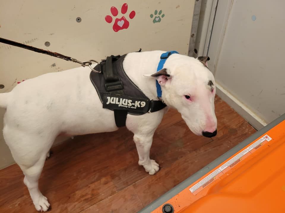 White Bull Terrier with black harness and blue collar stands on wooden floor next to orange ramp.