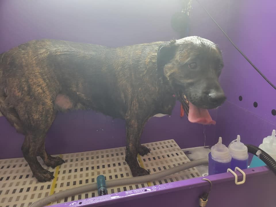 Wet brindle dog panting in a purple dog wash tub.