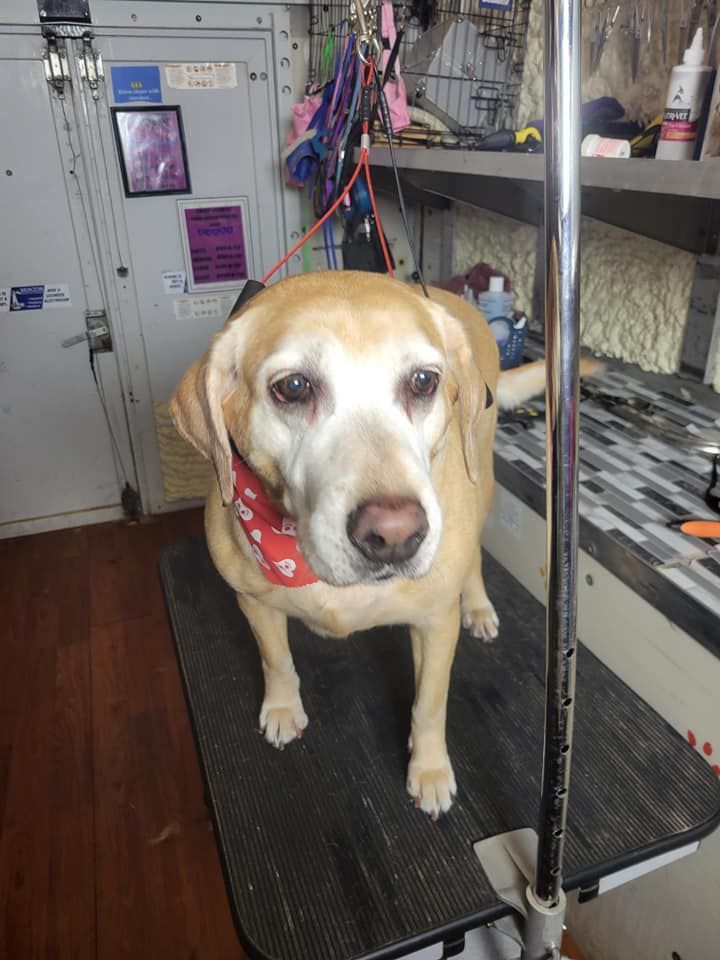 Yellow Labrador dog wearing red bandana, standing on grooming table, looking at the camera.