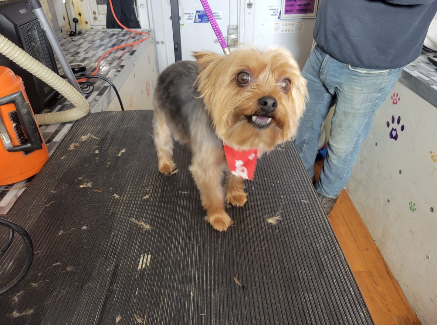 Yorkshire Terrier with a red bandana on a grooming table, smiling.